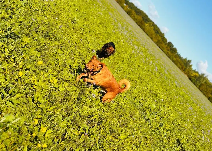 Im Gruenen Semesterbostad *